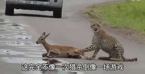 搭美女猎豹(猎豹将羚羊按在地上摩擦，这难道就是梅花鹿的由来？)
