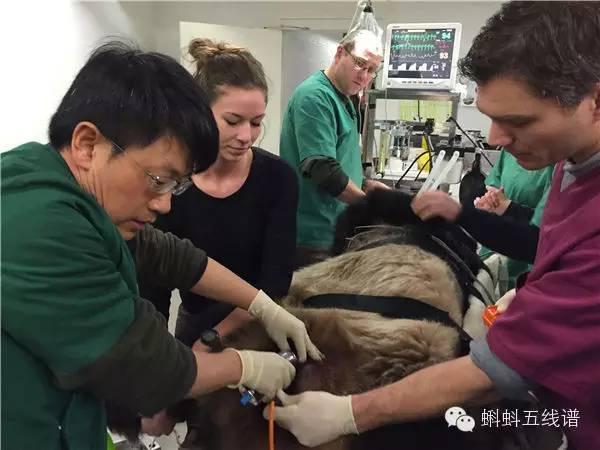 震惊众人现场围观取“精”全过程