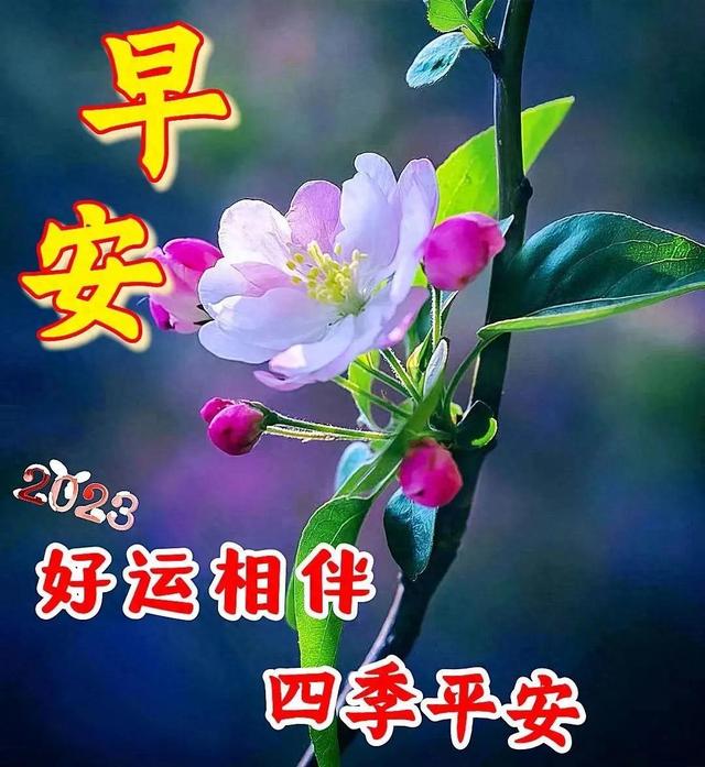 2023-12-11星期一冬日清晨早上好动画表情美女图片带祝福语