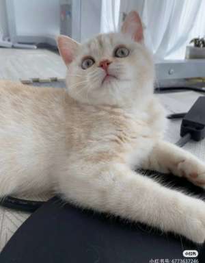 猫爪美女(杭州23岁姑娘月薪6000元，朝九晚五周末双休，工作就是撸猫？)