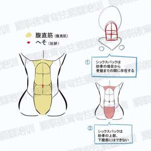 美女腹部画(零基础绘画教程腹部的画法详解)