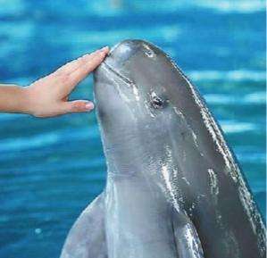 安庆到湖口汽车时刻表(从长江江豚看长江生态系统的修复)