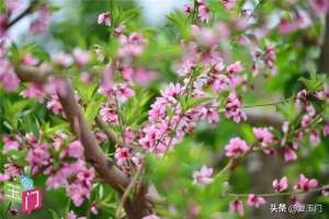 美女粉嫩玉门(奋进新征程 建功新时代丨玉门：春花烂漫惹人醉)