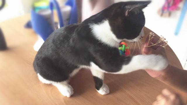 主人拿干花逗猫咪，小家伙超级配合，喵：带我走给亲亲哦