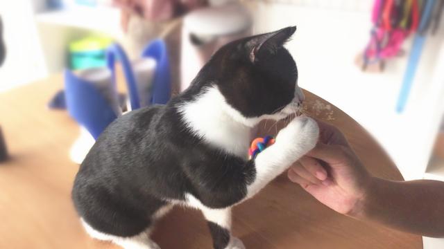 主人拿干花逗猫咪，小家伙超级配合，喵：带我走给亲亲哦
