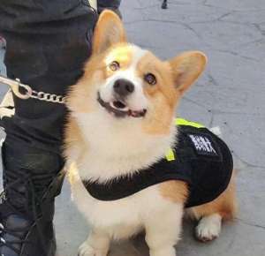 美女后背摇vlook(“请叫我福sir”全国首只“柯警官”最新训练场面大公开)