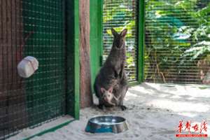 袋鼠标志汽车(长沙湘江欢乐海洋公园繁育首只白袋鼠宝宝 快来投票为它取名吧)