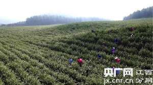范莲花美女(生态茶园里“钟点工”)