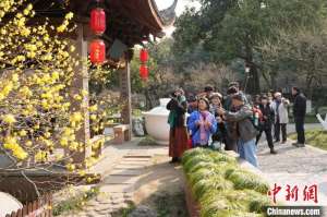 台湾艺术家杭州探梅 画中“常客”生共情