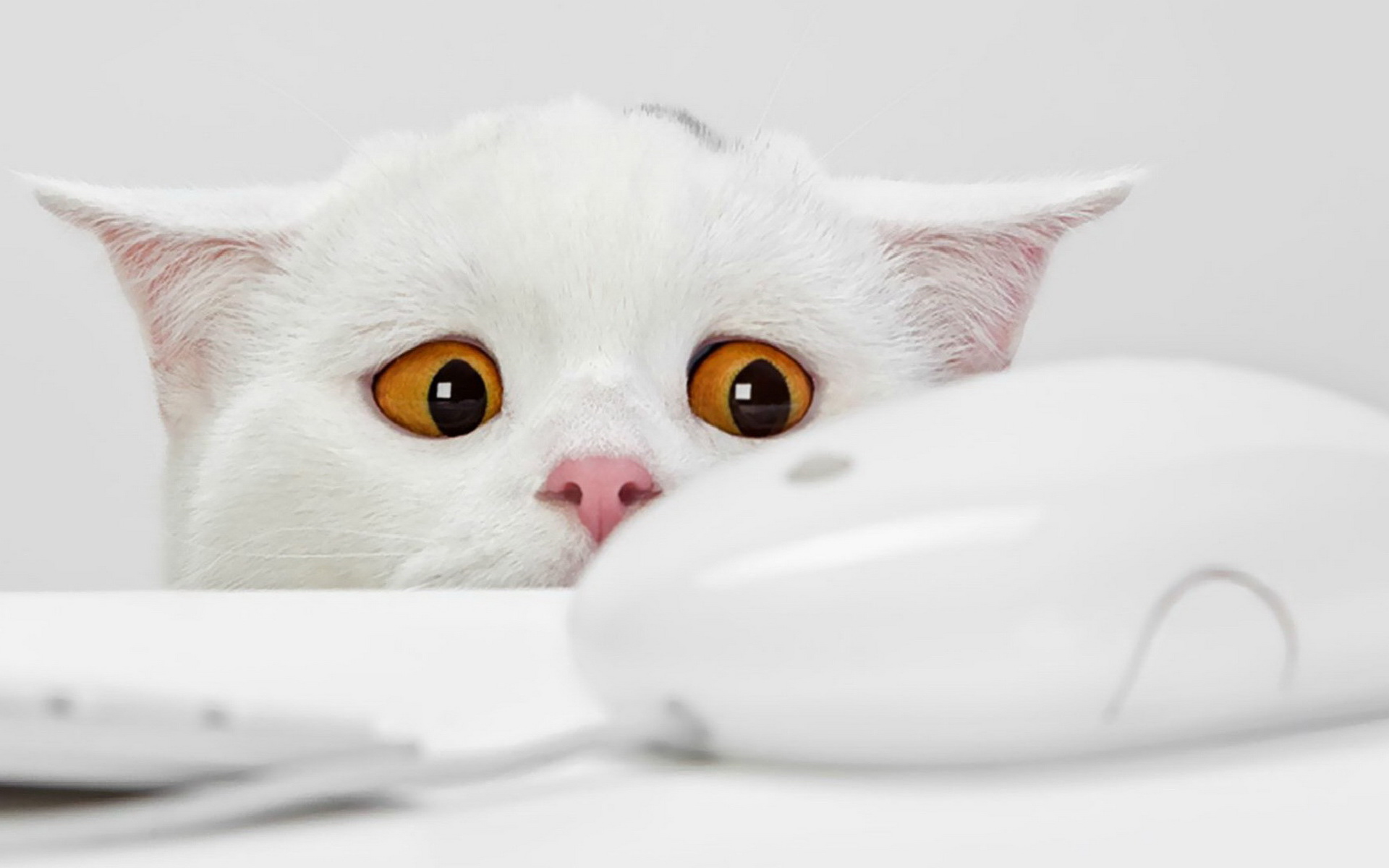 可爱的白色猫咪经典图片