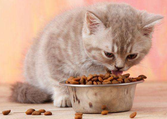 小猫多大可以吃猫粮