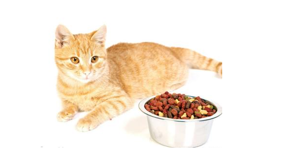 小猫多大可以吃猫粮