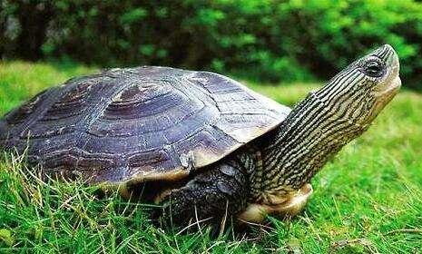 小珍珠龟怎么养，珍珠龟能长多大？