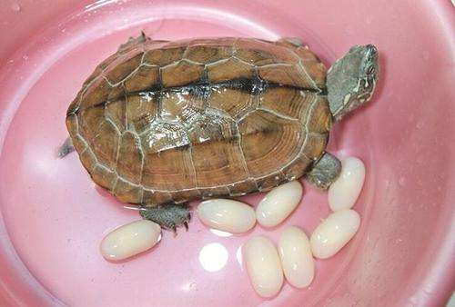 乌龟蛋怎么孵化？乌龟蛋孵化技巧