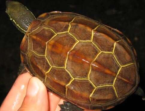 中华草龟能长多大？中华草龟寿命多长？