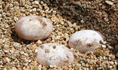 蛭石孵化龟卵的注意事项！