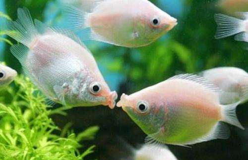 接吻鱼好养吗？