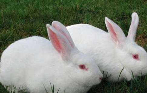 为何獭兔繁殖障碍常有发生?