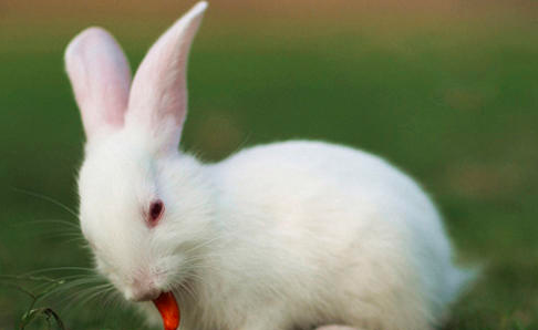 如何提高母兔的产崽量？