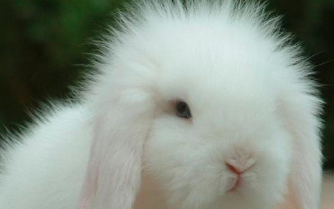 什么样的兔子不宜繁殖后代！