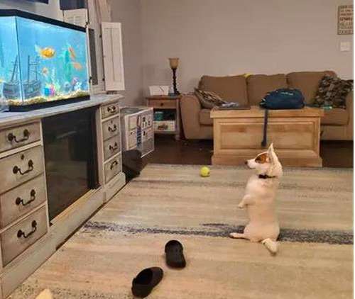 网友买了一个鱼缸回来，没想到狗子坐着守了一整天，笑死了！