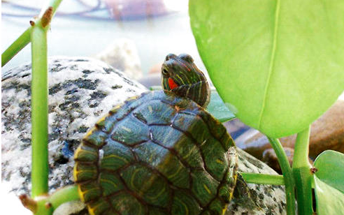 乌龟也会得抑郁症吗？