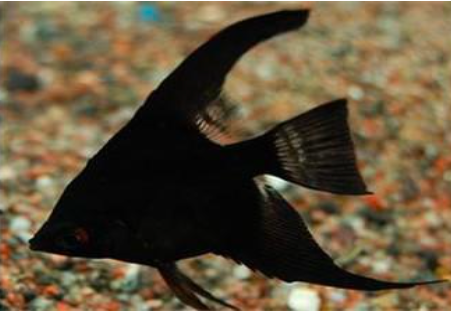黑燕鱼怎么养？黑燕鱼养殖