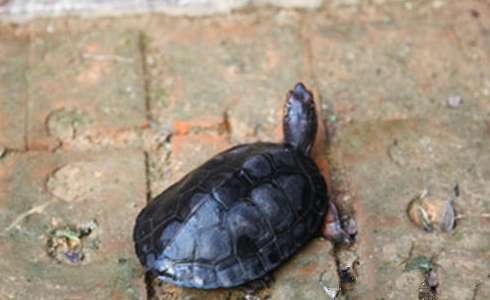 孵化黑颈乌龟的注意事项！