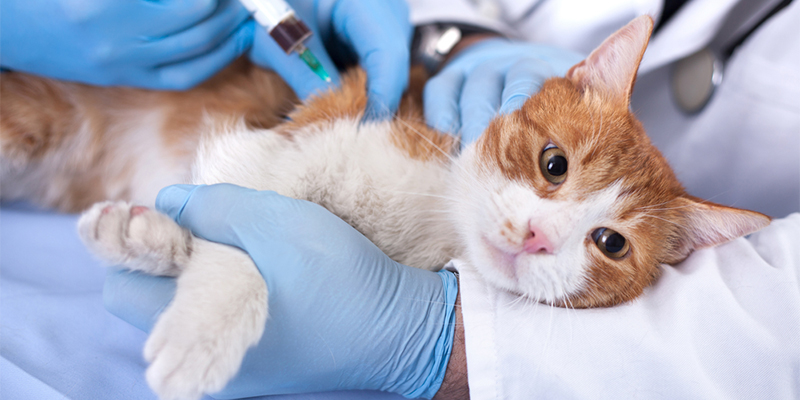 家猫不打疫苗会怎么样?