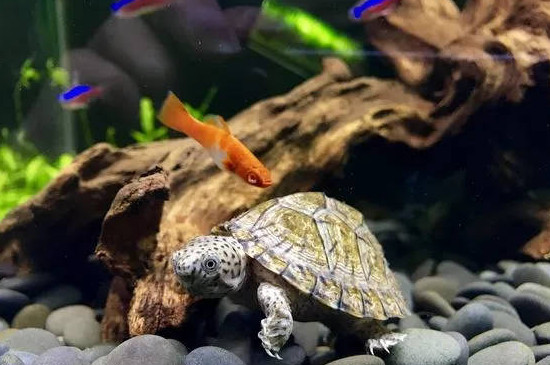 乌龟可以和鱼一起养吗