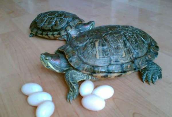 乌龟蛋怎么孵化？乌龟蛋孵化技巧！