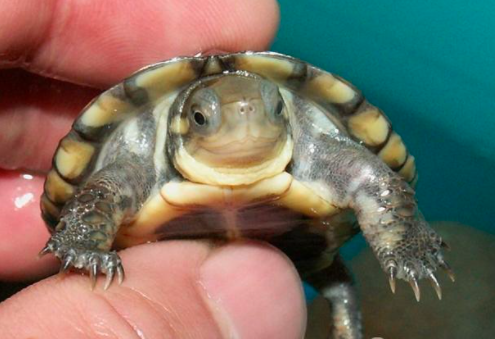 如何保持巴西龟水质的清洁？