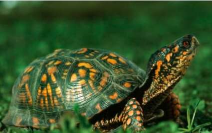 关于辐射陆龟的基础饲养方法