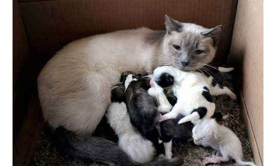 母猫奶水不足如何解决 母猫催乳方法