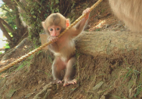 日本袖珍石猴生活环境