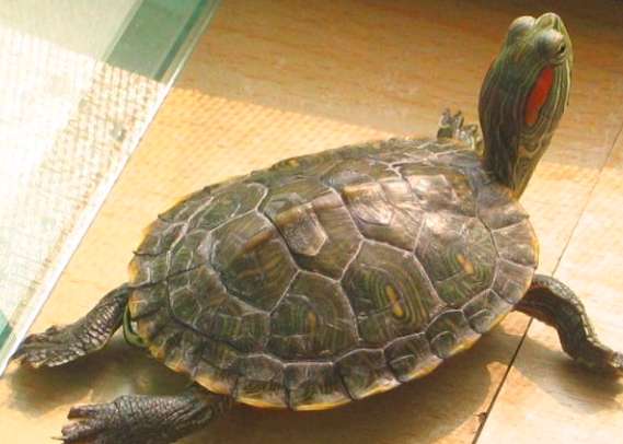 巴西龟可以干养吗？巴西龟可以干养多久？