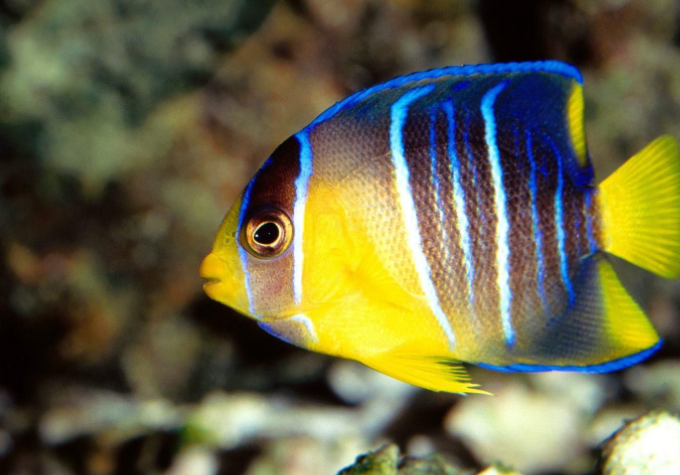 热带鱼的饲养与繁殖指南