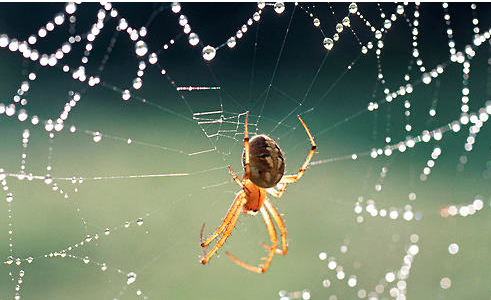 蜘蛛不进食的原因有哪些？