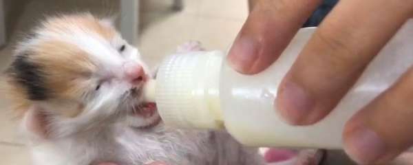 猫咪不喝羊奶粉怎么回事？