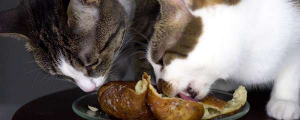猫咪能吃面包吗？