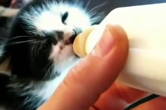猫咪不喝羊奶粉怎么回事