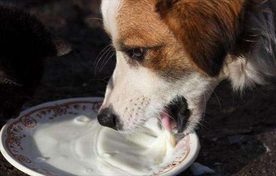 ​狗粮用开水泡还是温水？