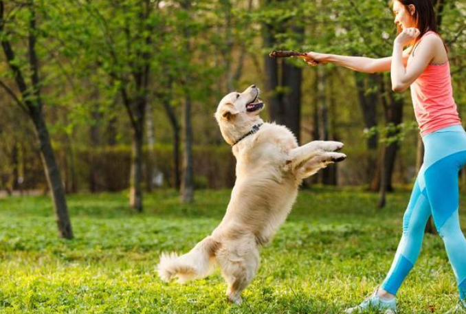 训练狗狗之前需要知道的事项有那些？