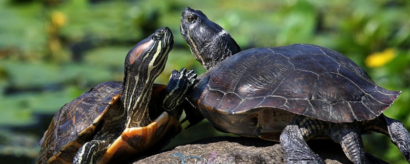 草龟公母分辨方法