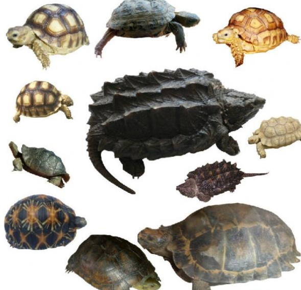 如何区分水龟半水龟陆龟？