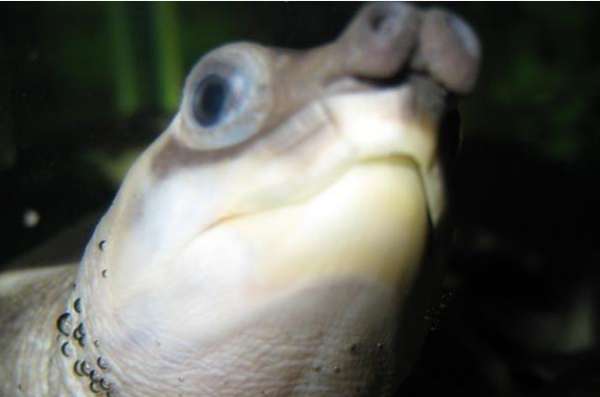 猪鼻龟的品种介绍