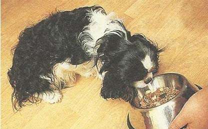 如何让狗狗吃完盘中餐？