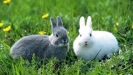兔子的耳朵除了听声音还有什么功能？