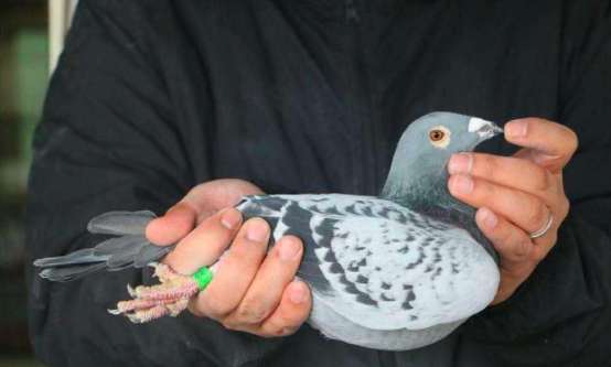 信鸽养殖技术与训练方法