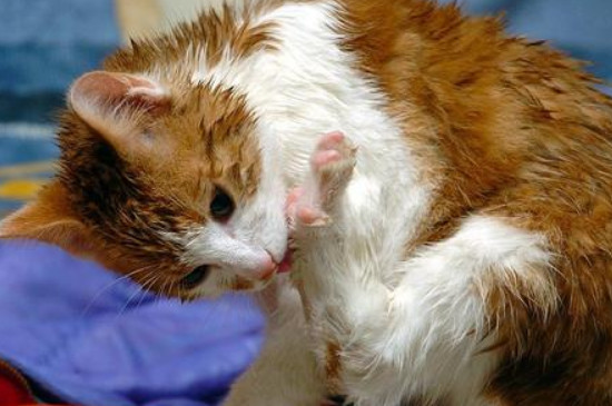 猫吃了老鼠药的症状是什么样的